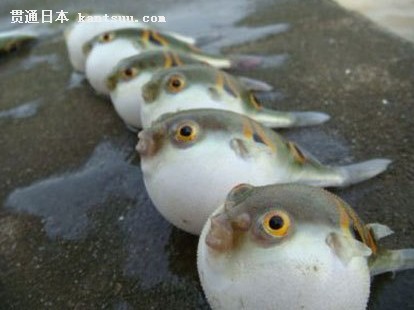 河豚